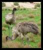 Australian Emus 5 -- common emu (Dromaius novaehollandiae)