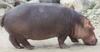 hippopotamusc