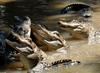 American Alligator (Alligator mississipiensis)005
