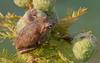 Pines Woods Treefrog (Hyla femoralis)100