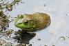 Walk in the Swamp - American Bullfrog (Rana catesbeiana)1002