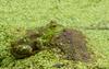 Walk in the Swamp - American Bullfrog (Rana catesbeiana)1004