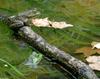 Walk in the Swamp - American Bullfrog (Rana catesbeiana)1006