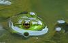 Walk in the Swamp - American Bullfrog (Rana catesbeiana)1007