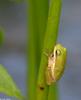 Walk in the Swamp - Green Treefrog (Hyla cinerea)1001