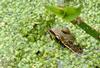 Walk in the Swamp - Southern Leopard Frog (Rana sphenocephala)1009