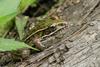 Walk in the Swamp - Southern Leopard Frog (Rana sphenocephala)1010