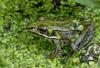 Walk in the Swamp - Southern Leopard Frog (Rana sphenocephala)1011