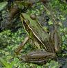 Walk in the Swamp - Southern Leopard Frog (Rana sphenocephala)1012