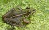 Walk in the Swamp - Southern Leopard Frog (Rana sphenocephala)1013