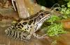 Pickerel Frog (Rana palustris)1008