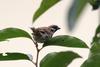 Passer montanus dybowskii (Eurasian Tree Sparrow)