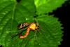 What kind of insect is this? -- scorpionfly --> Panorpa orientalis