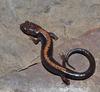 Very rare salamander - Shenandoah Salamander (Plethodon shenandoah)