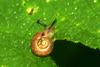 Small and cute snail