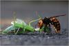 Horrible hornet attacking mantis