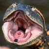 Mouth of an anaconda