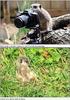 Meerkats get snap-happy