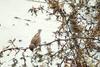 Eurasian Tree Sparrows (Passer montanus)