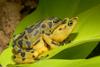 Panamanian Golden Frog (Atelopus zeteki) in Amplexus