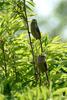 Vinous-throated Parrotbill (Paradoxornis webbianus)
