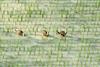 Spotbills foraging in rice field