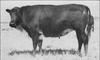 Beefalo (American Bison-Cattle Hybrid)