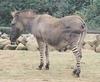 Zonkey (zebra-donkey hybrid)
