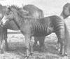Zorse (zebra-horse hybrid)