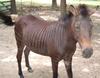 Zony (zebra-pony hybrid)