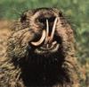 groundhog with overgrown teeth