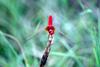 Cute red dragonfly - Scarlet Skimmer (Crocothemis servilia)