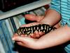 Slimy Salamanders Caught Crossbreeding [LiveScience 2007-09-18]