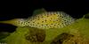 Scrawled Filefish (Aluterus scriptus)1000
