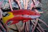 Spotfin Hogfish (Bodianus pulchellus)1000