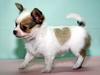 Love-heart Chihuahua Pup