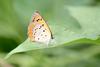 Small Copper Butterfly (Lycaena phlaeas)