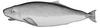 Pygmy Sperm Whale (Kogia breviceps) - Wiki