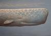 Sperm Whale (Physeter macrocephalus) - Wiki