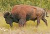 Wood Bison (Bison bison athabascae) - Wiki