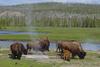 Plains Bison (Bison bison bison) - Wiki