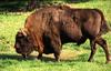 Wisent or European Bison (Bison bonasus) - Wiki