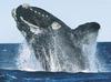 Whale (Order: Cetacea) - Wiki