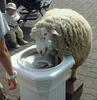 Sheep drinking