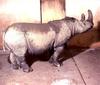 Sumatran Rhinoceros (Dicerorhinus sumatrensis)