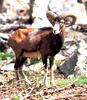 Mouflon