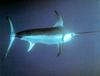 Swordfish (Xiphias gladius)