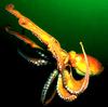 Pacific Giant Octopus (Octopus dofleini)
