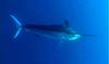 Black marlin (Makaira indica)