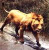 Lion (Panthera leo)